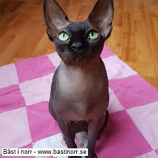 SP SE*Fabulous Stars Hercules DSM, Sphynx