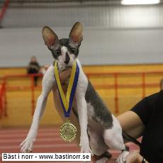 SE*DarkTown's Good Looking, Cornish Rex