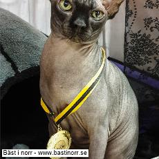 SP SE*Fabulous Stars Hercules DSM, Sphynx