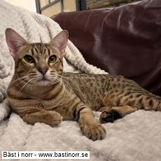 FI*Moosegrove Edmonton 4 Meavitas JW, Ocicat