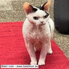 SP CH S*Bonnea's Vizzla DSM, Devon Rex