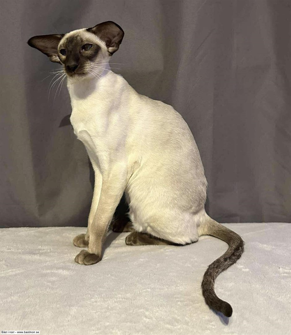 IC JCH KCH SE*Ediecats Laramie JW