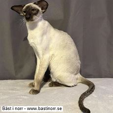 IC JCH KCH SE*Ediecats Laramie JW
