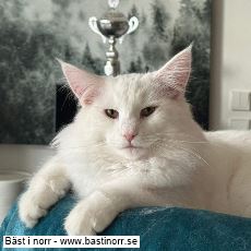 JCH KCH SE*Crazy Cat Ladys Gullan Gullvippa, JW